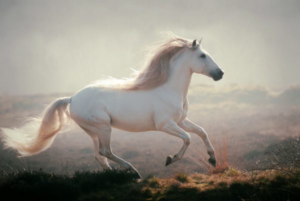 Melodieus Deuk Certificaat Ode aan het witte paard | Hypo Focus Paardenfotografie