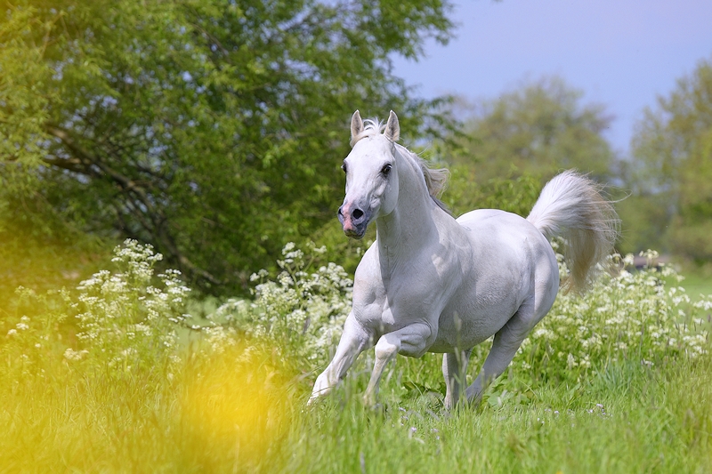 scherp Definitief variabel Ode aan het witte paard | Hypo Focus Paardenfotografie